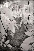 070630_6672-garden