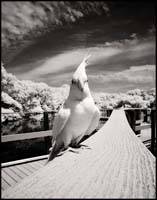 070716_6793-cockatiel