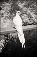070716_6807-cockatiel
