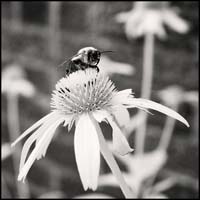 070716_6829-bee