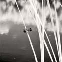 070717_6871pond