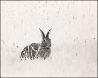 070724_7154-rabbit