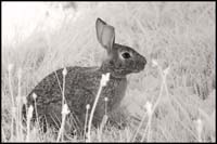 070724_7168-rabbit