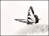 070724_7201-tigerswa#60023