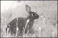 071-070724_7168-rabbit