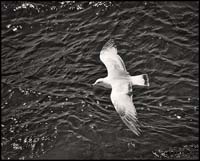 gull_5914-2