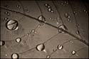 leaf-0473