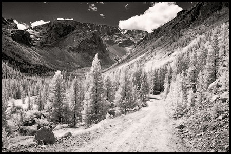 070809-7325-ir-beartoo0013