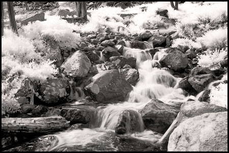 070809-7337-ir-beartoo0014