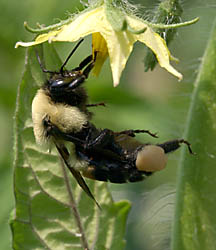 bee_2