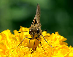 skipper_4