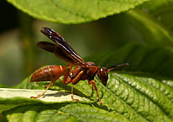 wasp_210