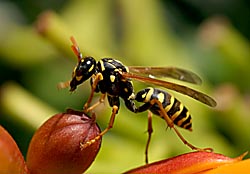 yellowjacket_230