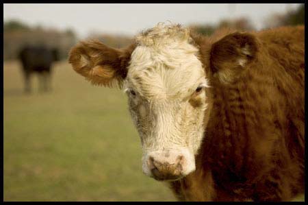 06-cows_3751