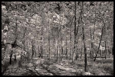 081-101008_8306-pine#70006