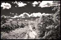 079-091508_8245-pine#70004