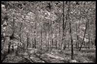 081-101008_8306-pine#70006