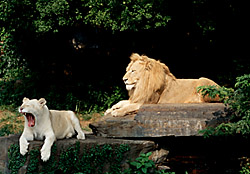 lions