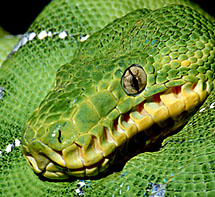 emerald tree boa