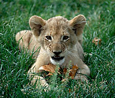 lion cub