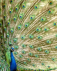 peacock