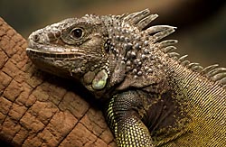 greeniguana218